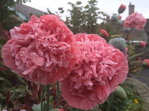 Tyncellar Farm holiday cottages Vacation rental in Wales