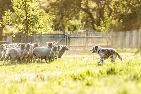 Daisy Bank Cottages Bed and Breakfast in Tasmania