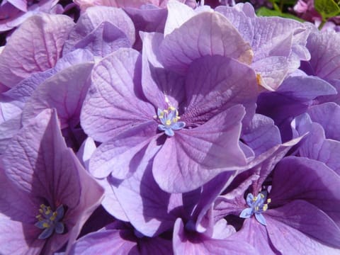 A l'Ombre des Pommiers Bed and Breakfast in Finistere