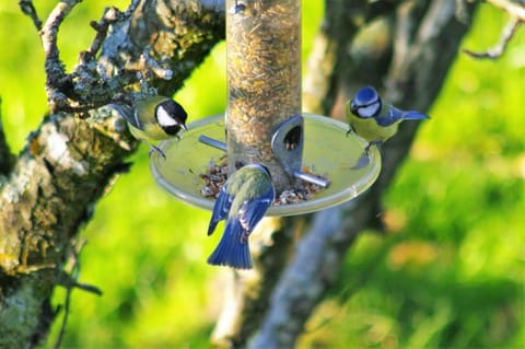 A l'Ombre des Pommiers Bed and Breakfast in Finistere