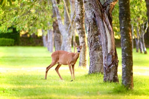 Château du Bû Hotel in Normandy