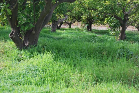 Family country house among orange trees Vacation rental in Marina Baixa