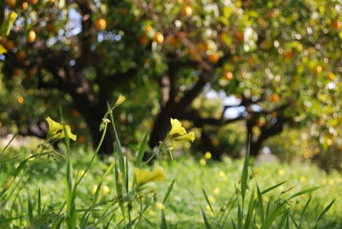 Family country house among orange trees Vacation rental in Marina Baixa
