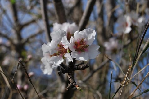 Family country house among orange trees Vacation rental in Marina Baixa
