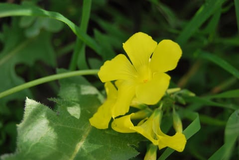 Family country house among orange trees Vacation rental in Marina Baixa