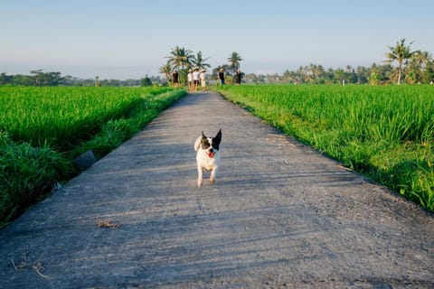 BAKUNGAN diJero Homestay Vacation rental in Marga