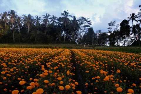 IGURU Homestay Vacation rental in Karangasem Regency