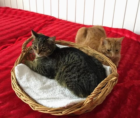 Haus Otis Apartment in Spittal an der Drau