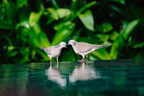 Matilda 2 BR Beachfront with Private pool #K329 Villa in Mengwi