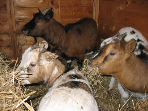 Comme à la Ferme Bed and Breakfast in Wallonia, Belgium