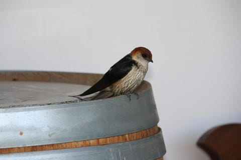 Middelplaas Paarl Guesthouse Bed and Breakfast in Cape Town