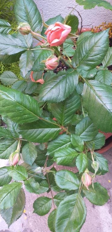 Venice Sanella Rooms Apartment in Venice