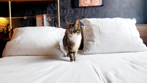 Aiden by Best Western Lorient Centre Hotel in Lorient