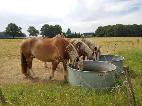 Villandry - Domaine de l'Augeonnière Vacation rental in Centre-Val de Loire