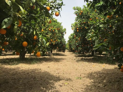 KaliVie Bio Farm & Retreat Vacation rental in Crete