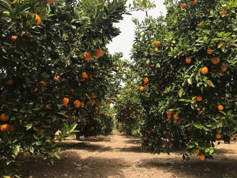 KaliVie Bio Farm & Retreat Vacation rental in Crete