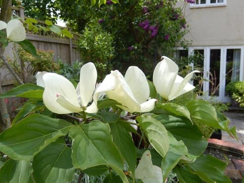 Motts Cottage Vacation rental in Uttlesford