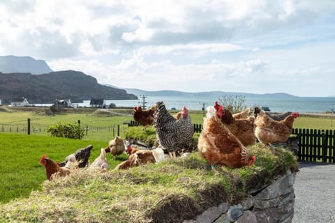 Croft Cottage Bed and Breakfast in Scotland