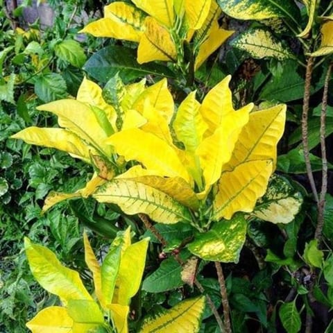 KIRANA HOMESTAY (LEAF BUNGALOW) Vacation rental in Abang