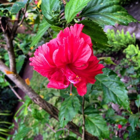 KIRANA HOMESTAY (DUSK BUNGALOW) Vacation rental in Abang