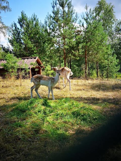 Osada Borowiacka Ściernisko - relaks w stylu slow. Vacation rental in Pomeranian Voivodeship