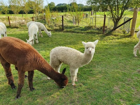 Dartmoor Reach Alpaca Farm Vacation rental in Bovey Tracey
