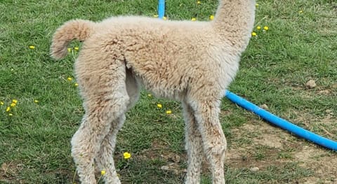 Dartmoor Reach Alpaca Farm Vacation rental in Bovey Tracey