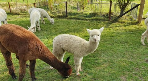 Dartmoor Reach Alpaca Farm Vacation rental in Bovey Tracey