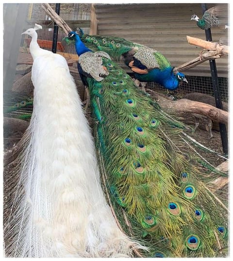 Launceston 6BR on Waterside enjoy for holiday. Vacation rental in Grindelwald