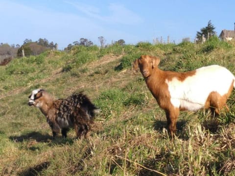 Launceston 6BR on Waterside enjoy for holiday. Vacation rental in Grindelwald