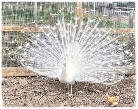 Launceston 6BR on Waterside enjoy for holiday. Vacation rental in Grindelwald