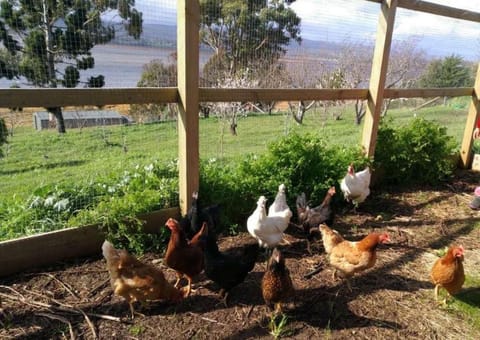 Launceston 6BR on Waterside enjoy for holiday. Vacation rental in Grindelwald