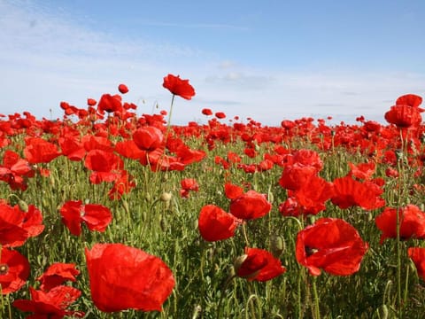 Gemutliches Apartment in Rovershagen mit Garten Apartment in Mecklenburg-Vorpommern, Germany