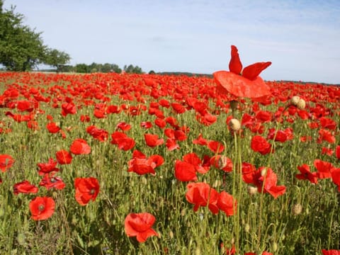 Boiensdorf Beachside Bungalow Vacation rental in Mecklenburg-Vorpommern, Germany