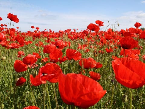 Ferienzimmer in Kropelin Apartment in Mecklenburg-Vorpommern, Germany
