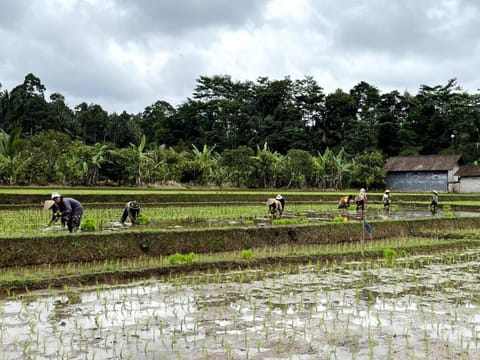 Balian Bliss Retreat Villa Vacation rental in West Selemadeg