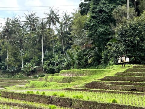 Balian Bliss Retreat Villa Vacation rental in West Selemadeg