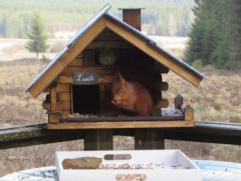 Cozy Forest Chalet Escape Vacation rental in Wallonia, Belgium