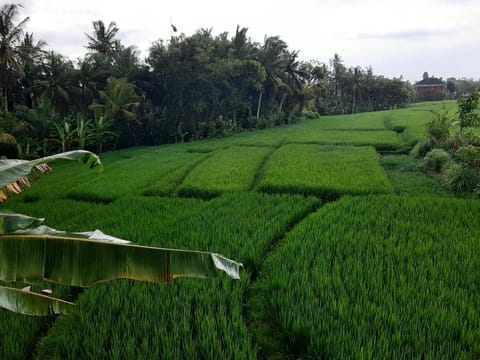 Simple, Clean and Cozy Place in Tanah Lot Area Apartment in Kediri