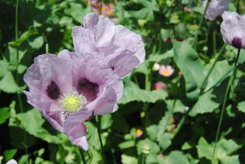 Villa Hilda -Violetta- Serenity on Sorrento coast Vacation rental in Vico Equense