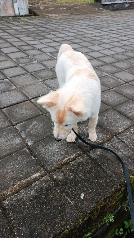 Dee guest house Vacation rental in Buleleng