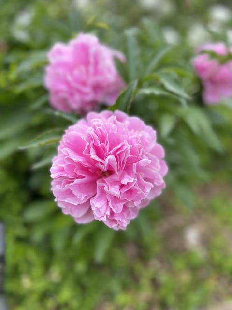 La Maison de Frédéric Vacation rental in Centre-Val de Loire