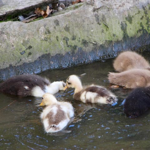 Gîte Poire - Les Gîtes de la Lohuas Vacation rental in Brittany