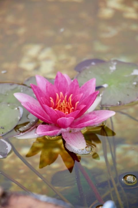 Gîte Cerise - Les Gîtes de la Lohuas Vacation rental in Brittany