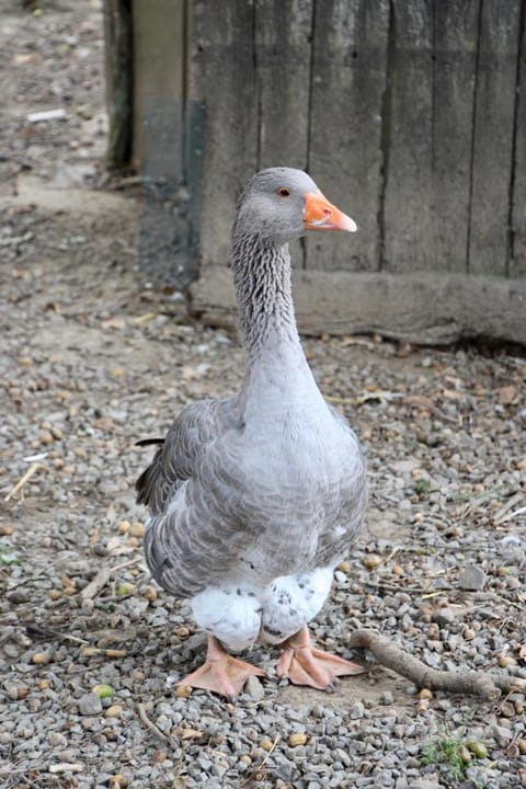 Gîte Fraise - Les Gîtes de la Lohuas Vacation rental in Brittany