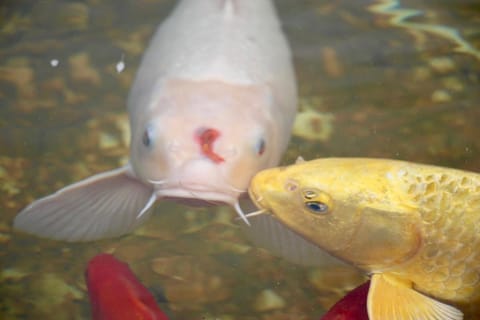 Gîte Fraise - Les Gîtes de la Lohuas Vacation rental in Brittany