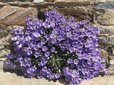 Domatia Suit Otel Villa in Aydın Province