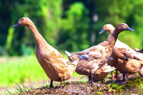 Modern 1 Superior Room with Sky Pool #A3 Apartment in Ubud