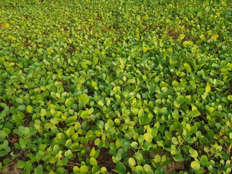 New apartment with access to the pool Apartment in Mai Khao