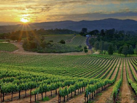 The Treehouse Of The Dragon Vacation rental in North Macedonia